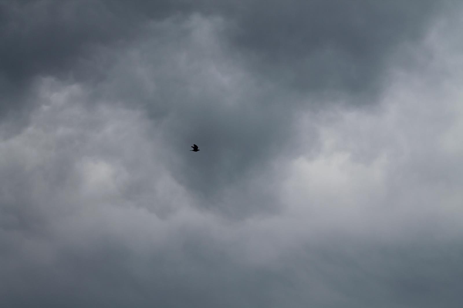 riconoscimento uccello marino